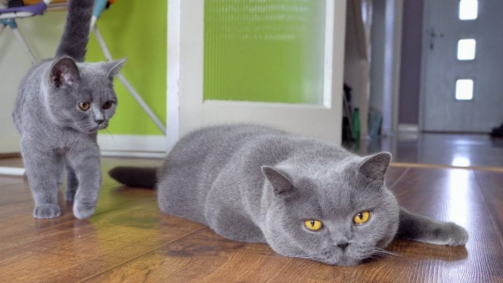 british shorthair