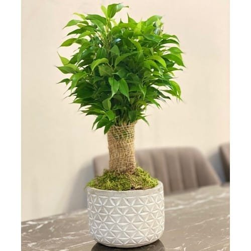 8ae3 benjamin ficus natasja beton saksili 0 4 0 1 4 500x500 1 benjamin 2 | Shuayip.com