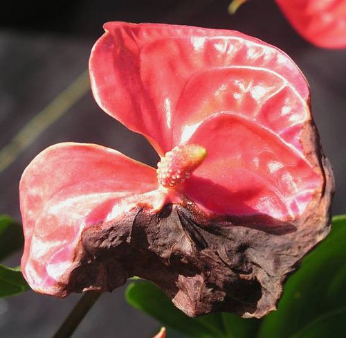 Anthuriums Fig17 antoryum 6 | Shuayip.com