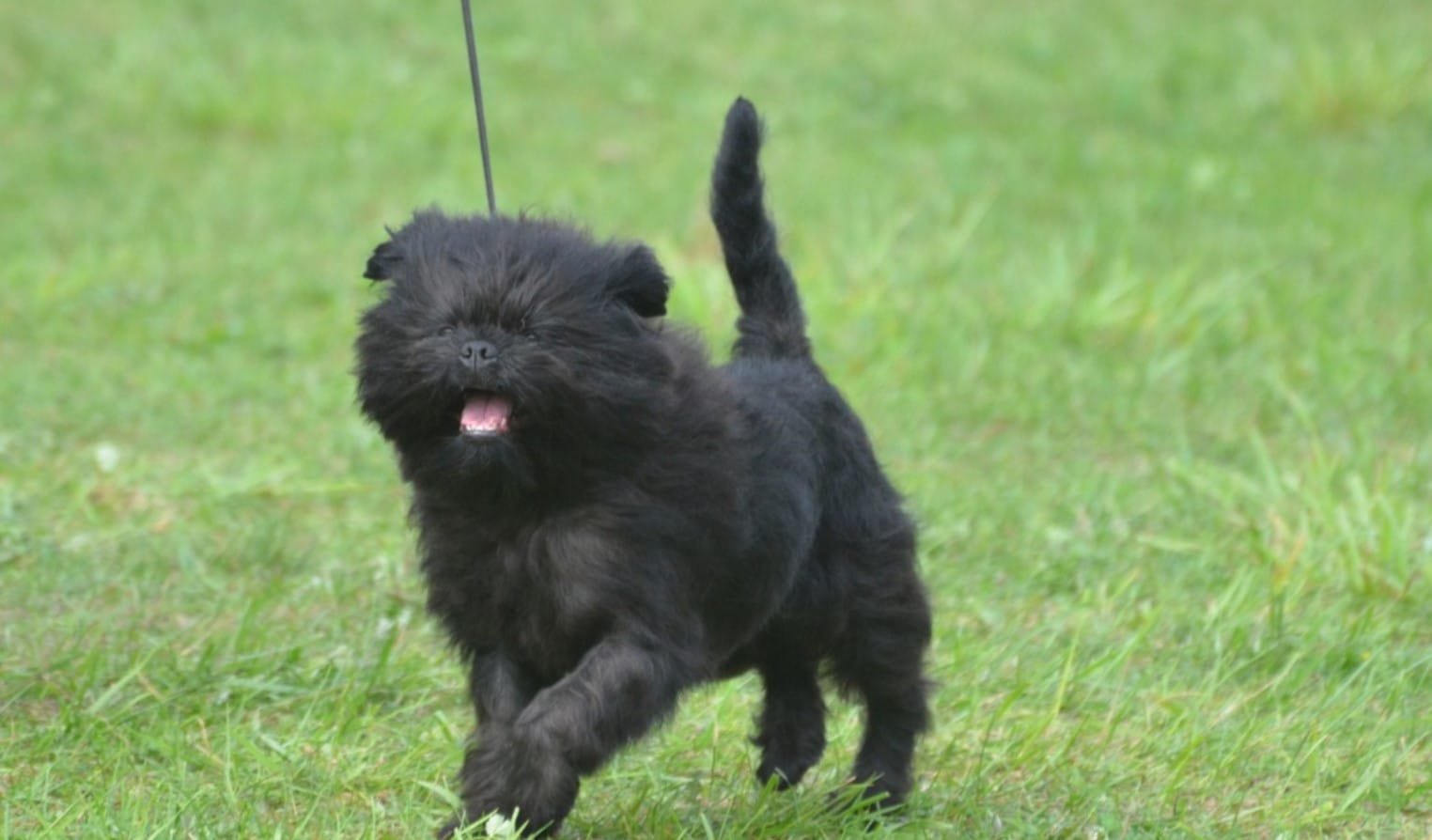 Affenpinscher