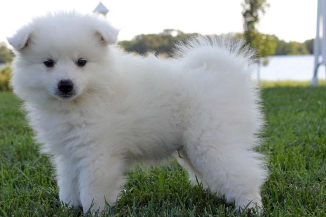 American Eskimo Dog 