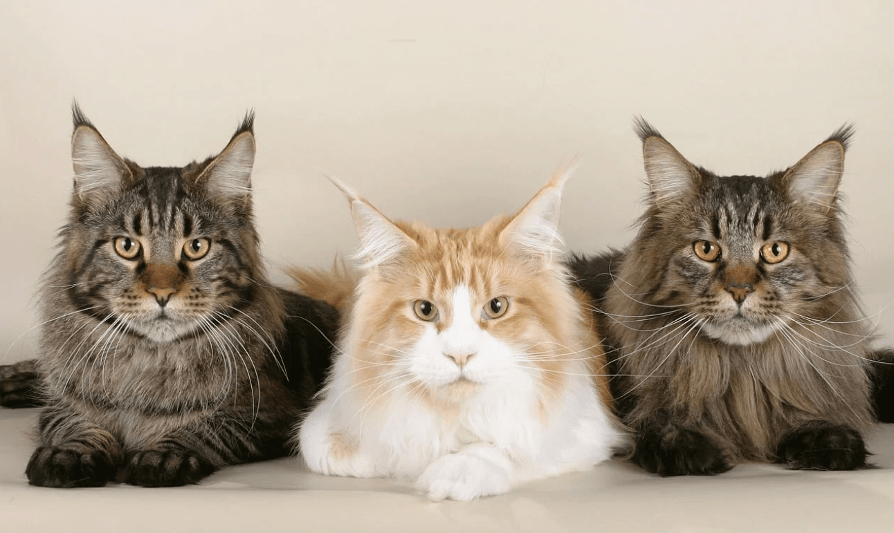 American Maine Coon