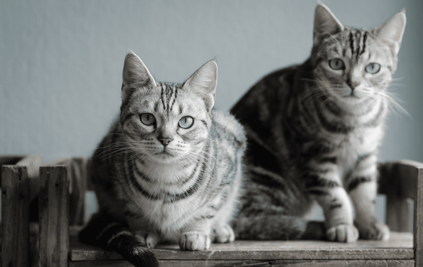 Kedi Irkları: American Shorthair! - shuayip.com