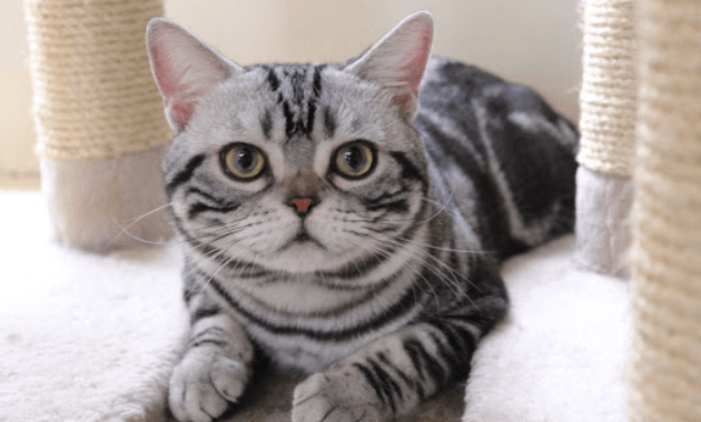 Kedi Irkları: American Shorthair! - shuayip.com