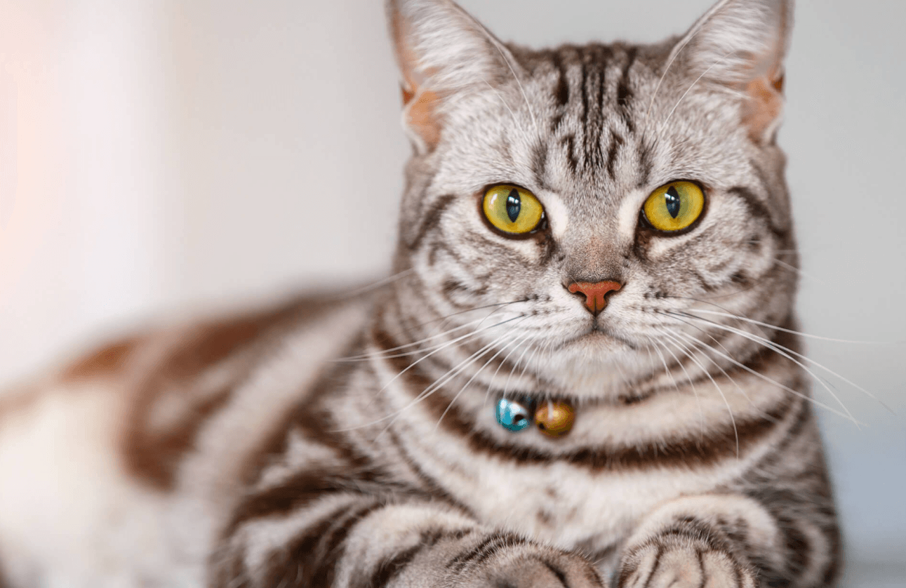 American Shorthair