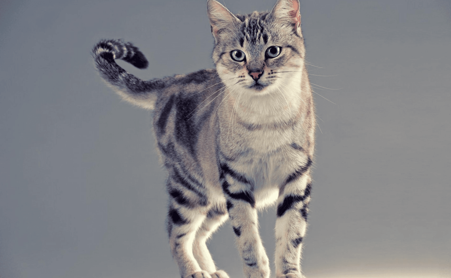 Kedi Irkları: American Shorthair! - shuayip.com