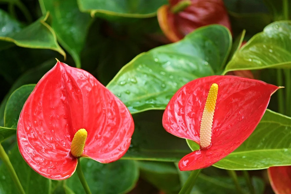 anthurium flamingo flower 2507743 960 720 antoryum 5 | Shuayip.com