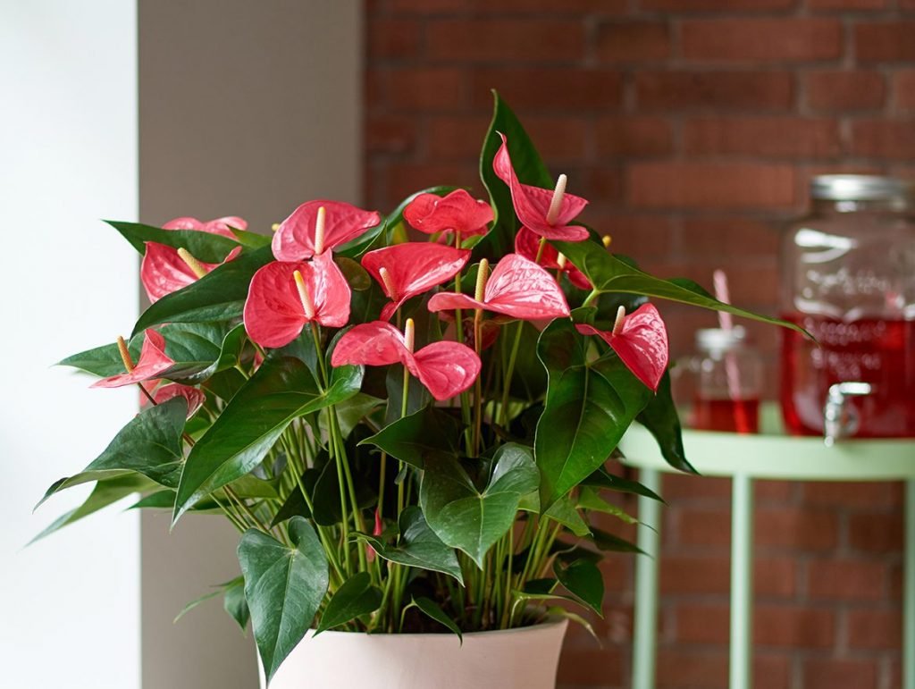 anthurium niet bloeit tips plant planten blomen verzorging verzorgingstips e1533637919862 antoryum 1 | Shuayip.com