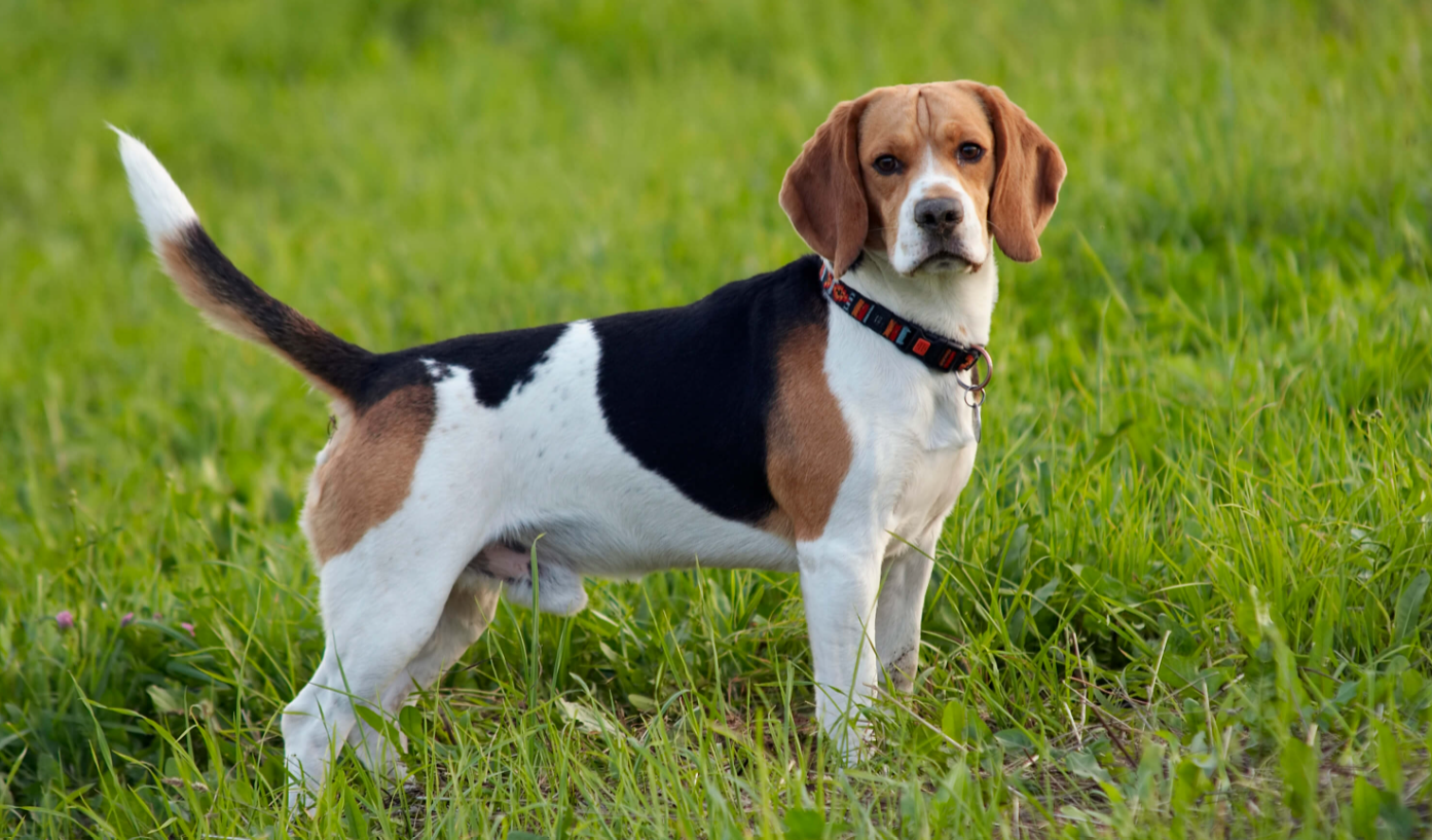 Beagle