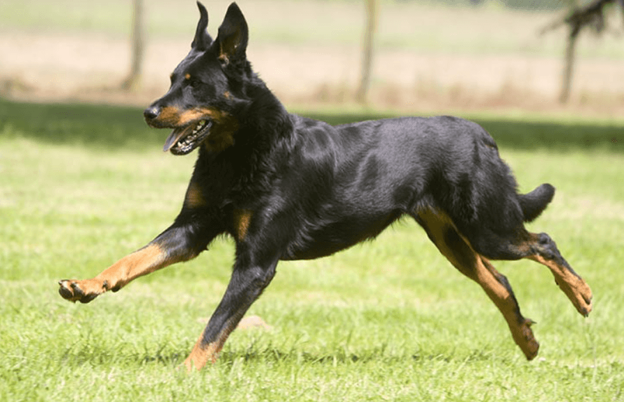 Beauceron - shuayip.com