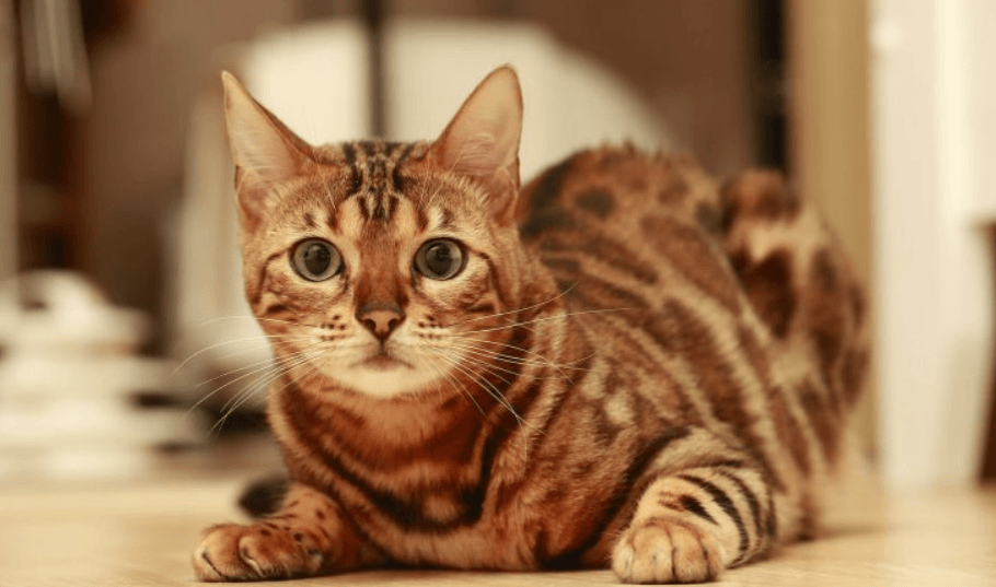 Bengal