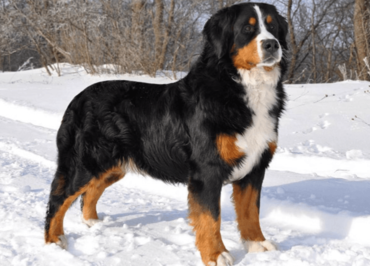 Bernese - shuayip.com