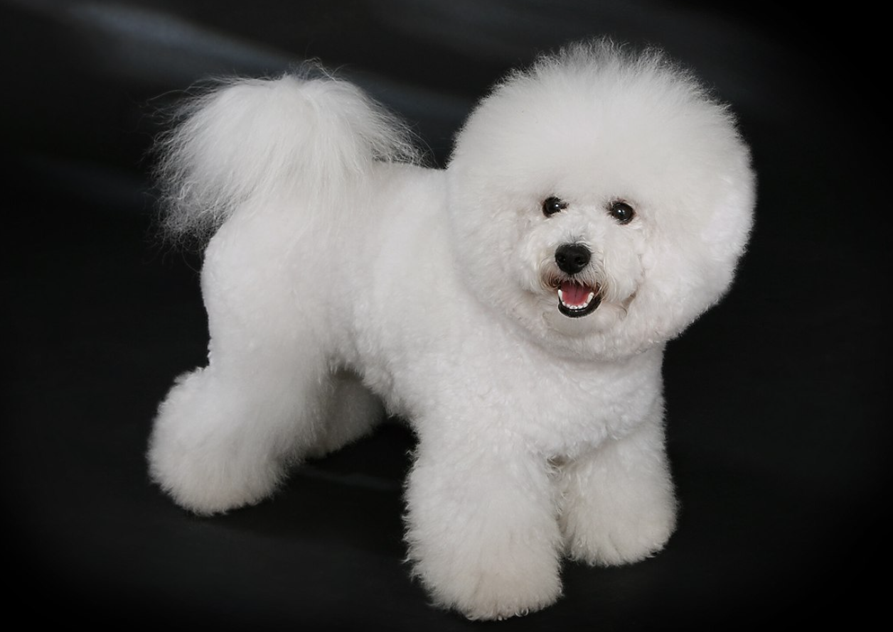 Bichon Frise