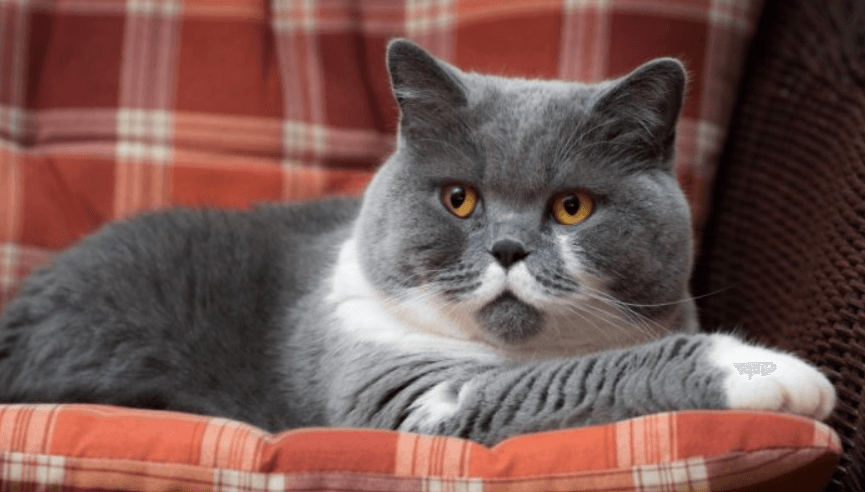 British Shorthair Özellikleri ve Bilinmesi Gerekenler! - shuayip.com