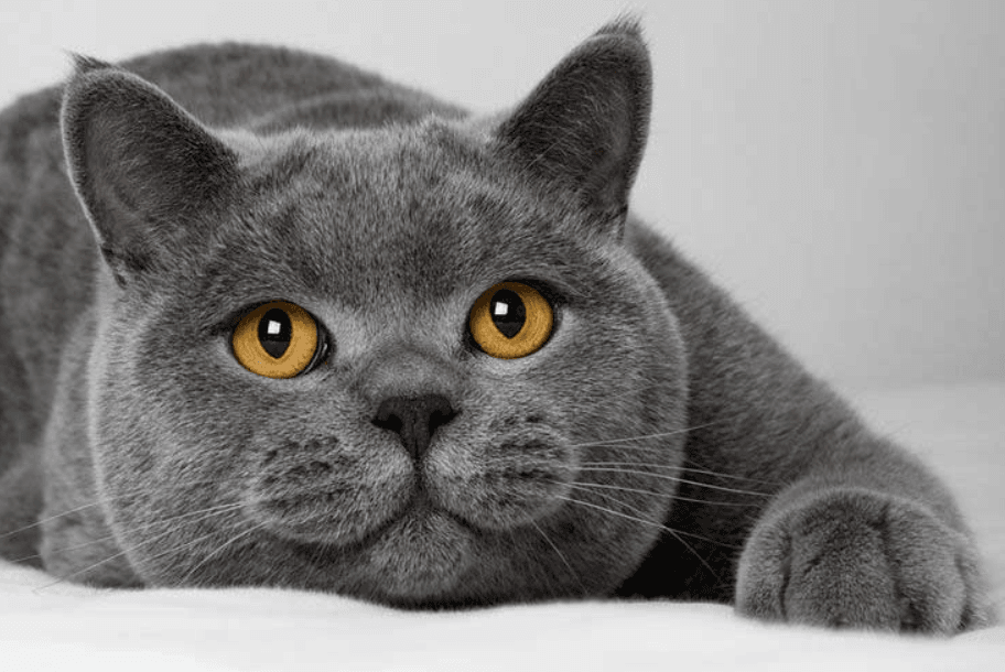 British Shorthair - shuayip.com