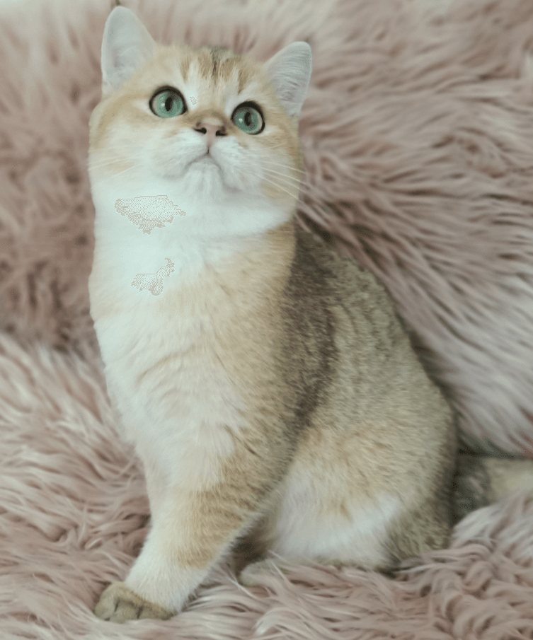 British Shorthair - shuayip.com