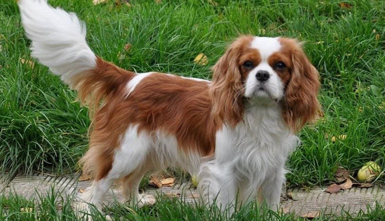 Cavalier King Charles Spaniel