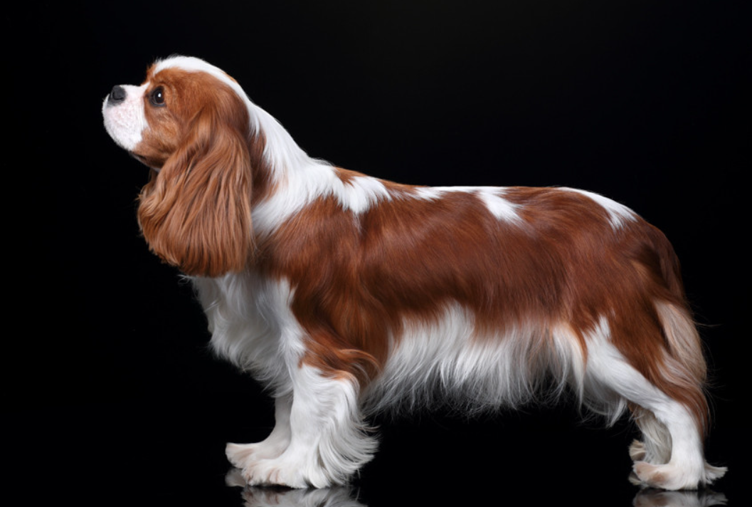 Cavalier King Charles Spaniel