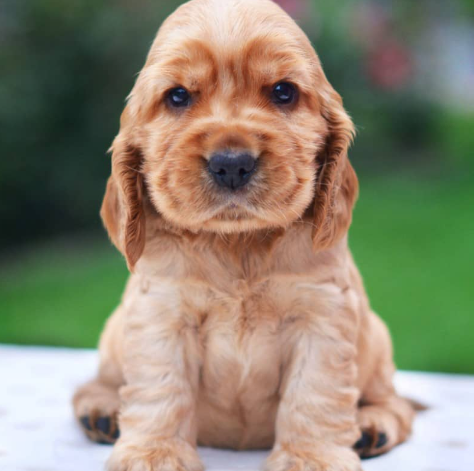 Cocker Spaniel