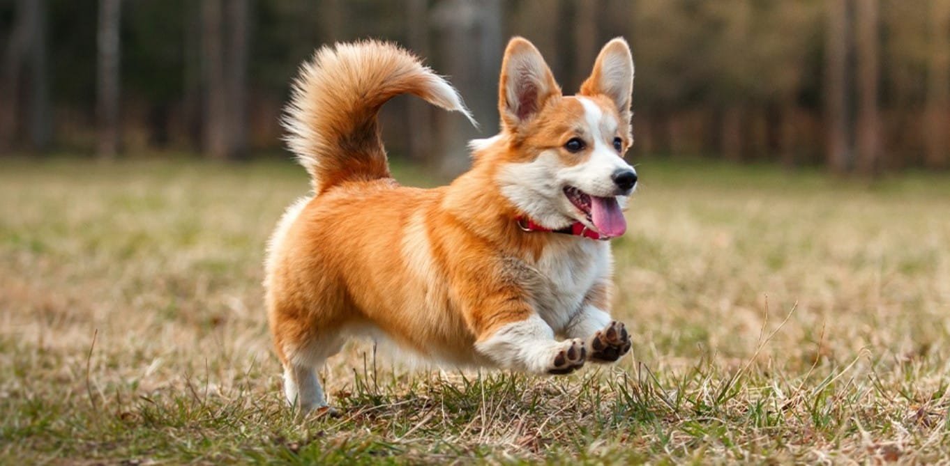 Corgi