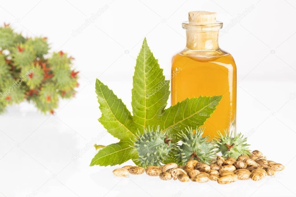 depositphotos 268252188 stock photo beans and castor oil ricinus hint yağı 2 | Shuayip.com