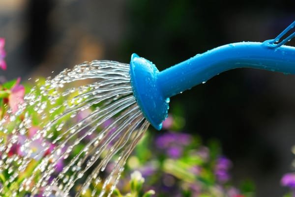 depositphotos 4824908 stock photo watering flowers barış çiçeği 2 | Shuayip.com