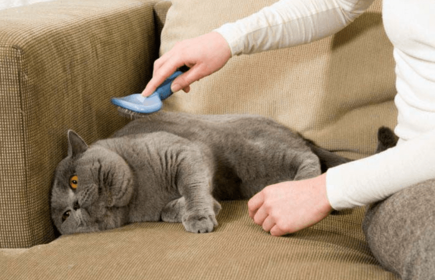 British Shorthair Özellikleri ve Bilinmesi Gerekenler! - shuayip.com