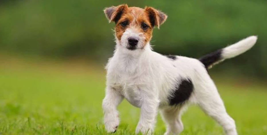 Jack Russell Terrier