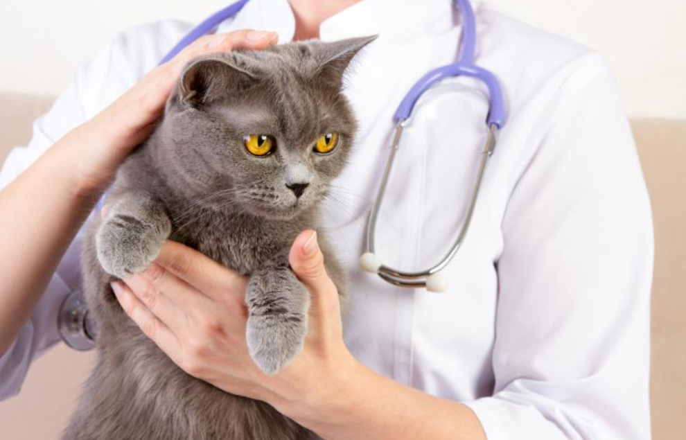 Symptoms of Disease in Cats - shuayip.com