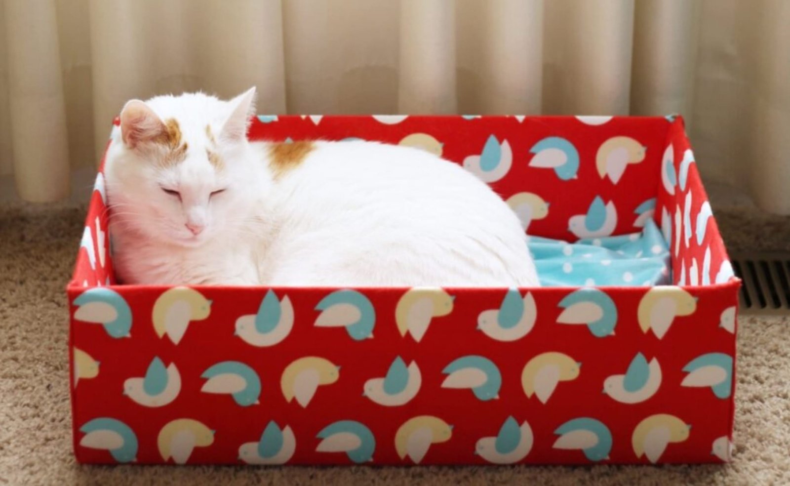 Box cat bed