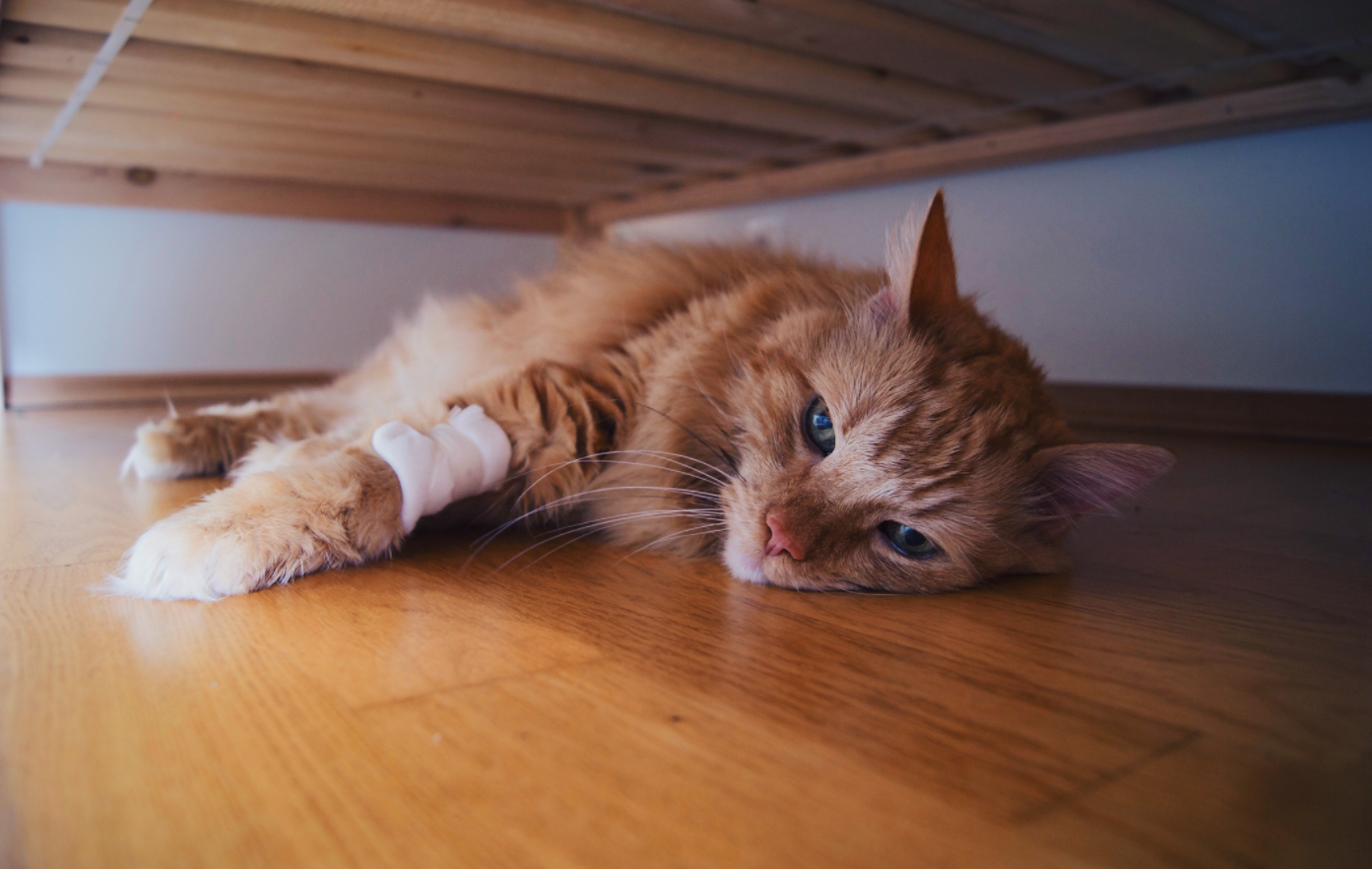 Symptoms of Disease in Cats - shuayip.com