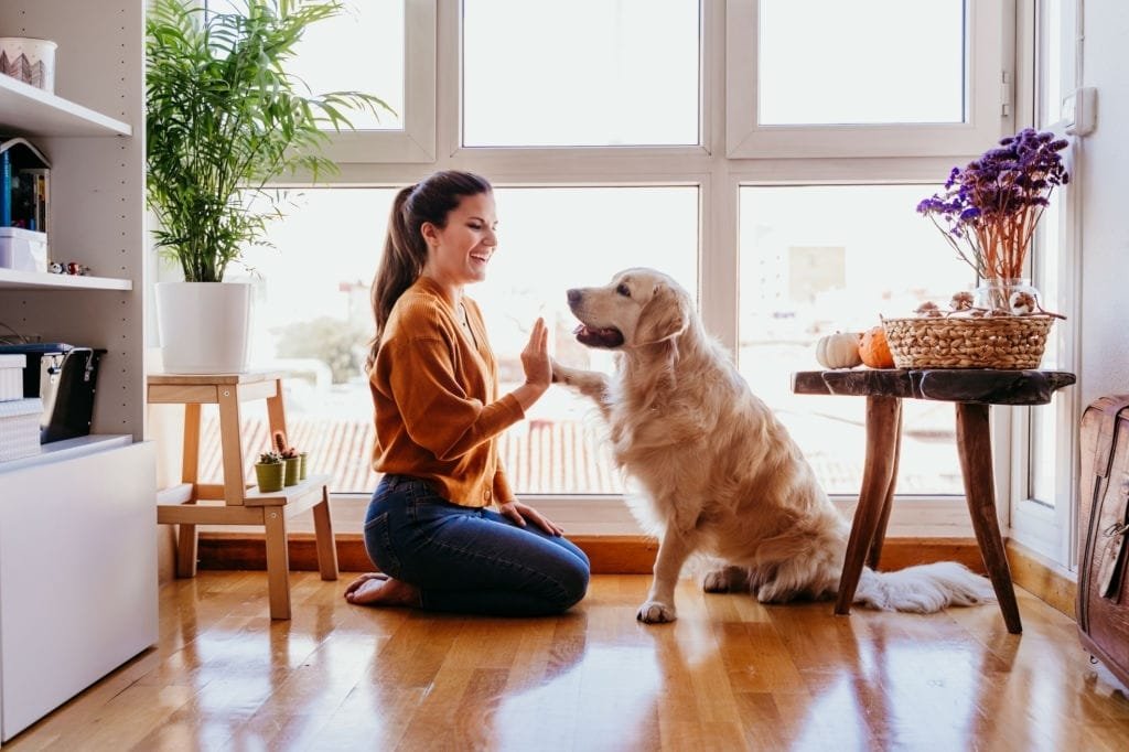 kopeklerin ozellikleri nelerdir köpek maması 3 | Shuayip.com