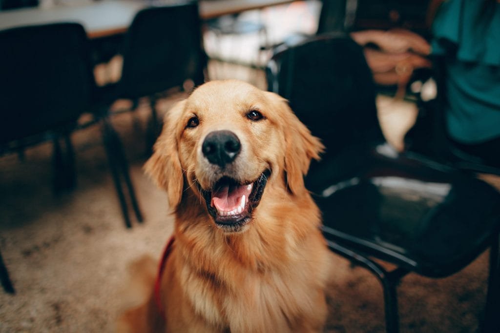 Köpekler insanların en iyi dostudur