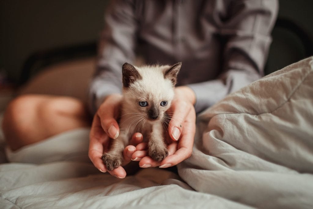 Yavru kedi bakım rehberi