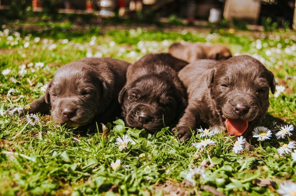 Yavru köpek için hazırlıklar