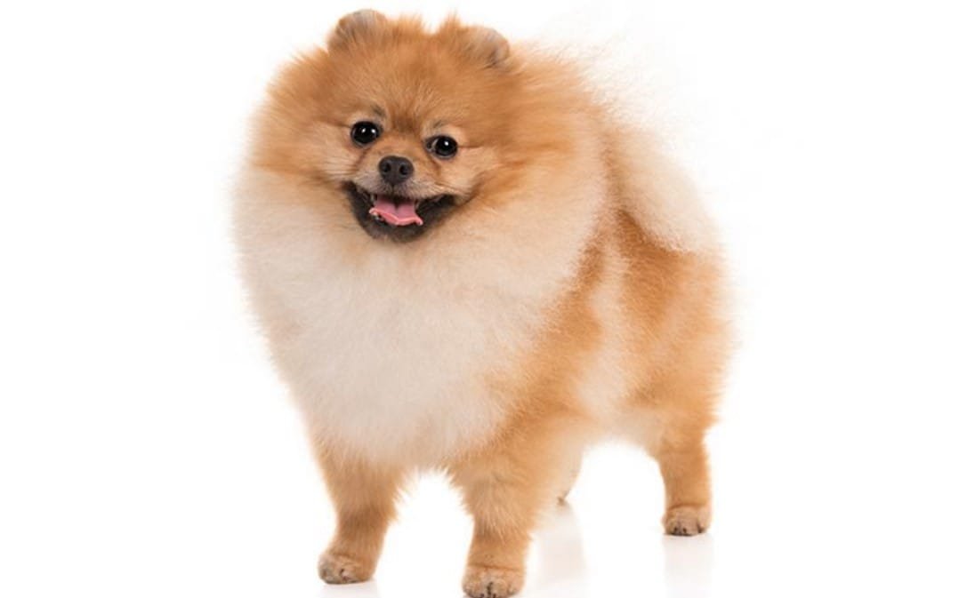 Pomeranian 