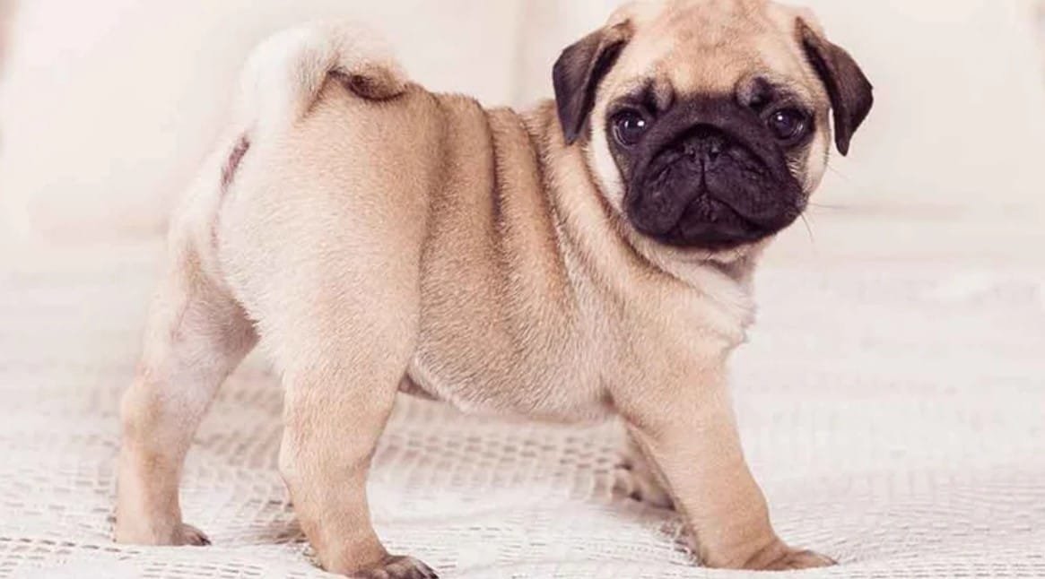 Pug