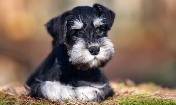 Schnauzer