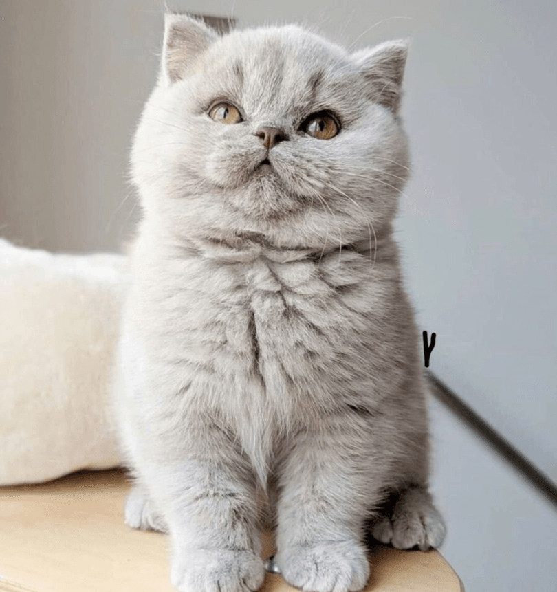 Scottish Fold - shuayip.com