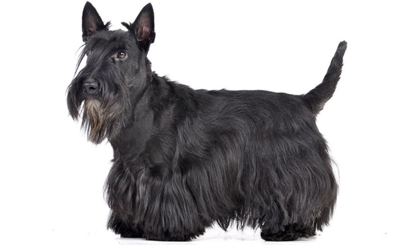 Scottish Terrier