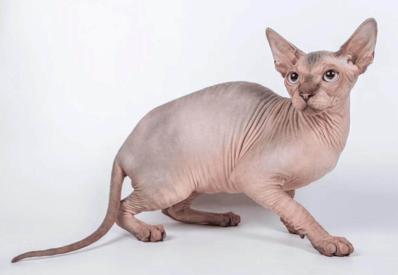 Sphynx (Sfenks) - shuayip.com