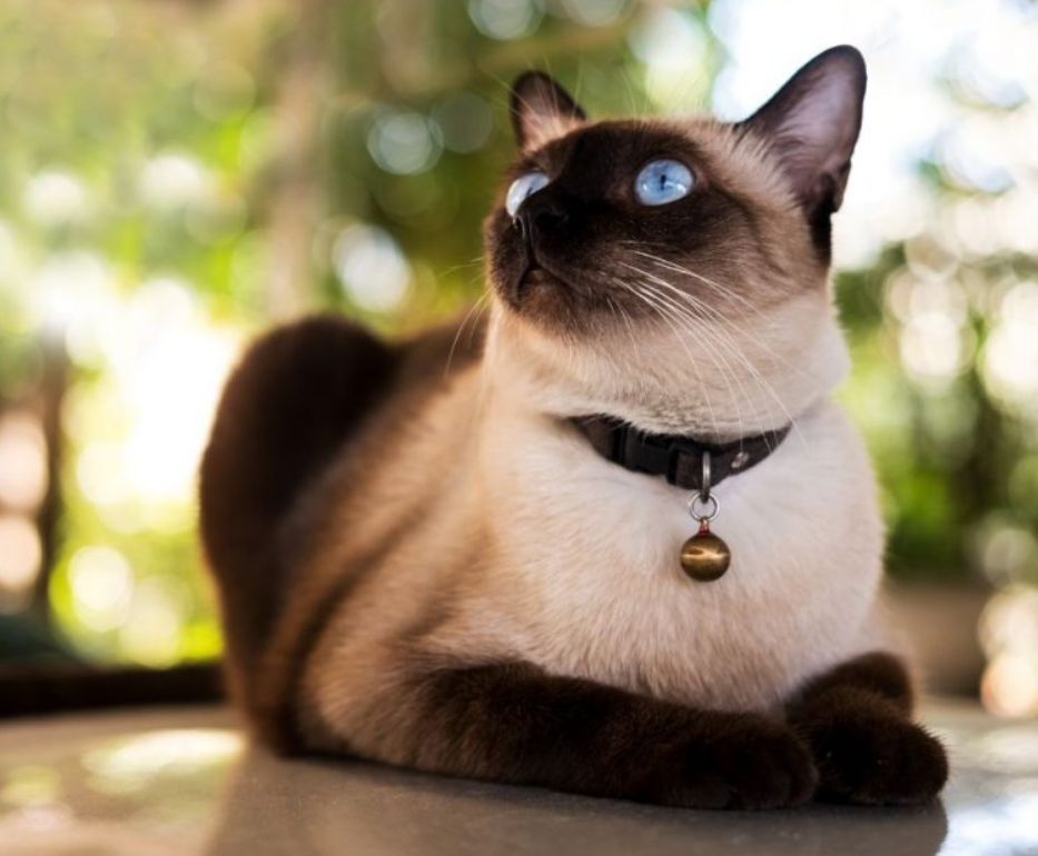 Siamese Cat