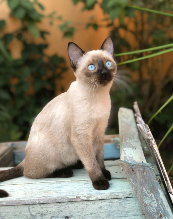 Siamese Cat