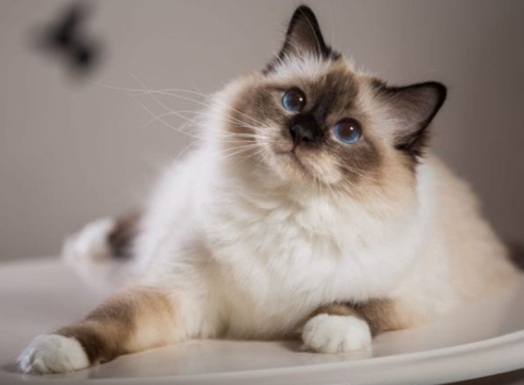 Siamese Cat