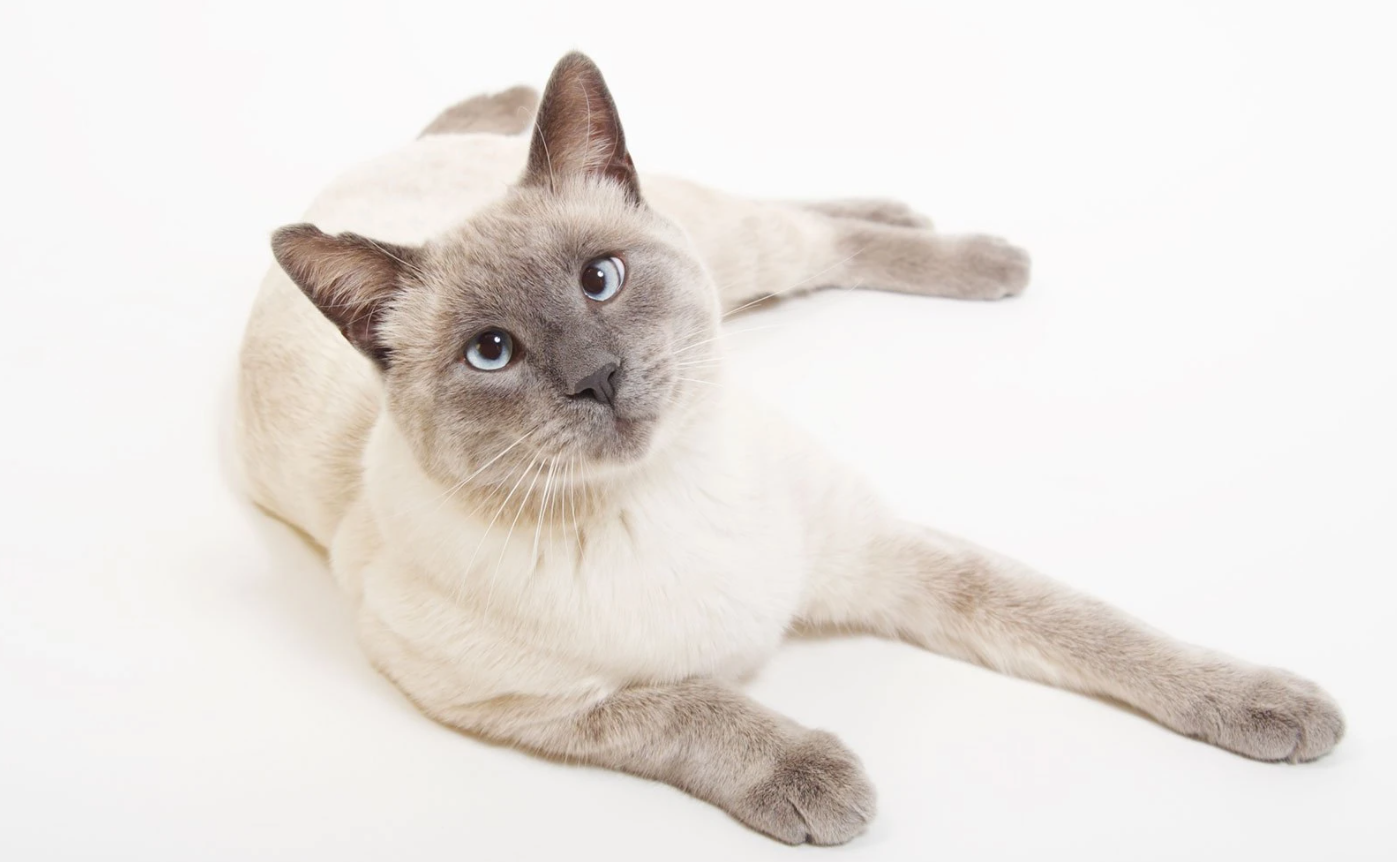 Siamese Cat