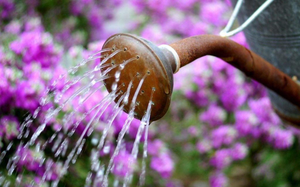 watering can water flowers summer 1 antoryum 4 | Shuayip.com