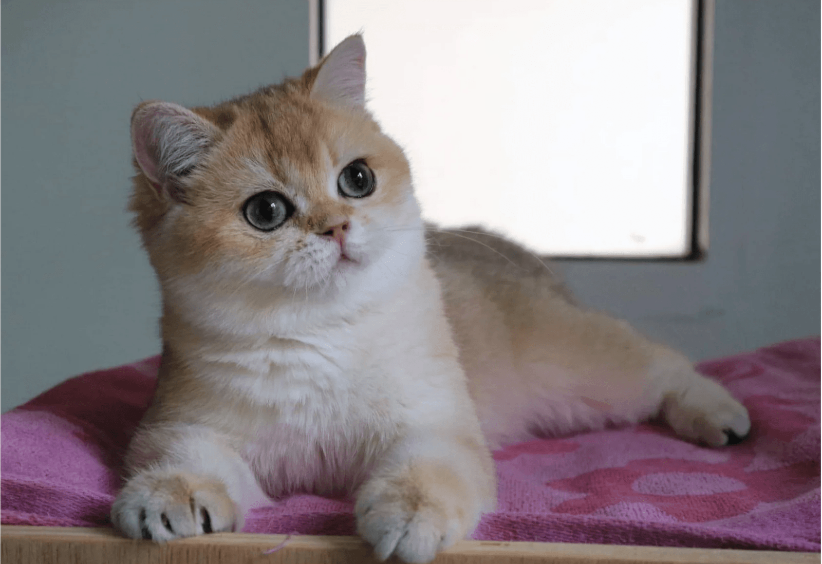 british shorthair