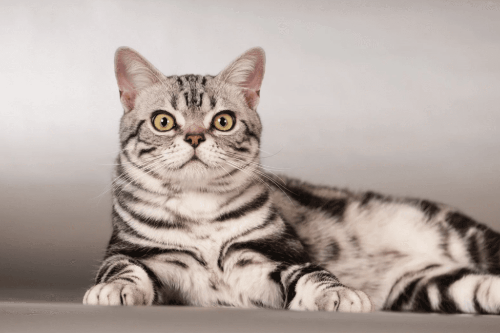 Kedi Irkları: American Shorthair! - shuayip.com