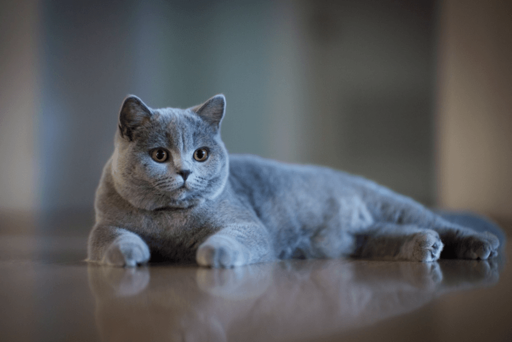 British Shorthair - shuayip.com