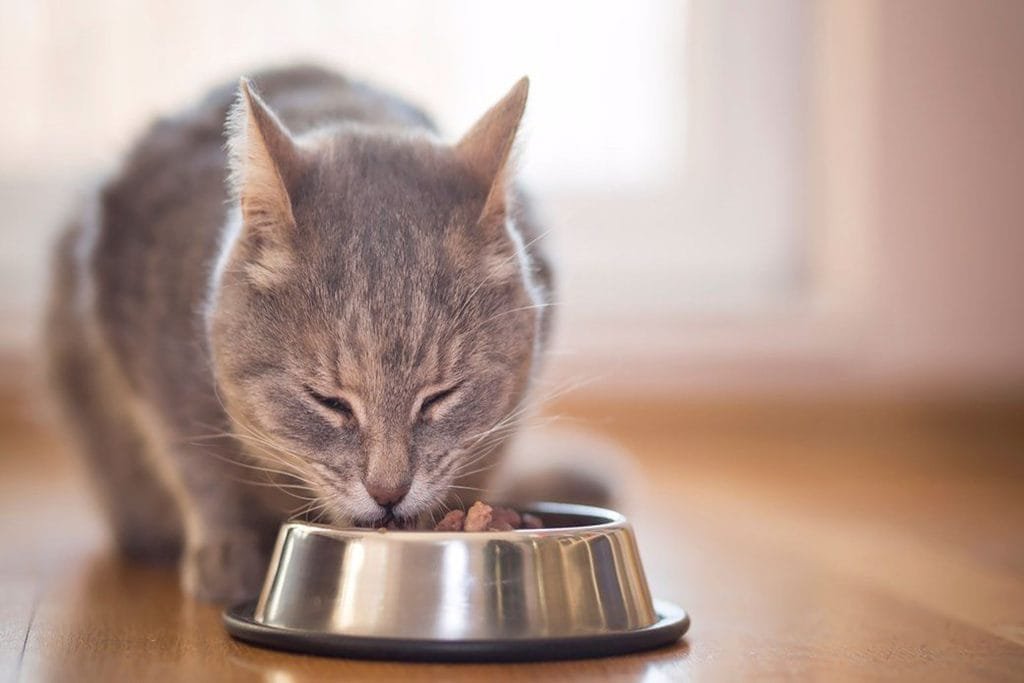 cat eating out of food bowl 2560x1707 kedi maması 2 | Shuayip.com